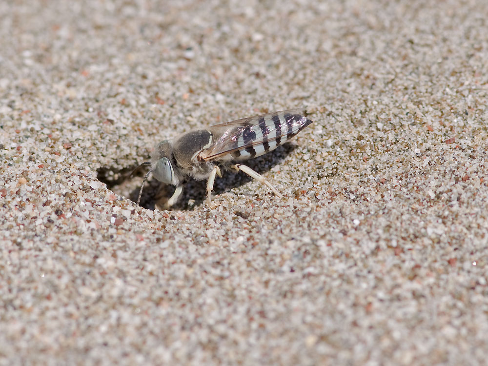 Bembix olivacea